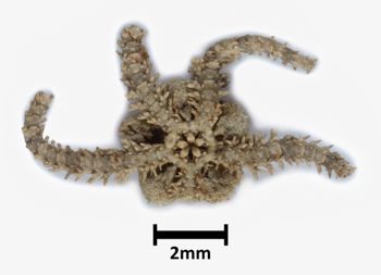 Media type: image; Invertebrate Zoology OPH-3730   Description: Bottom up view of single ophiuroid specimen with a scale bar.;  Aspect: ventral
